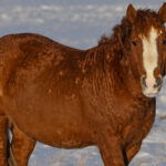 Freedom for Wild Horses with Carol J. Walker | Visiting Wild Horses in Winter II