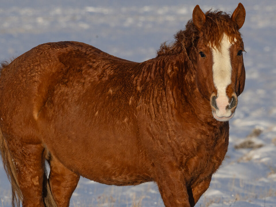 Freedom for Wild Horses with Carol J. Walker | Visiting Wild Horses in Winter II