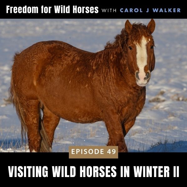 Freedom for Wild Horses with Carol J. Walker | Visiting Wild Horses in Winter II